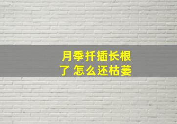 月季扦插长根了 怎么还枯萎